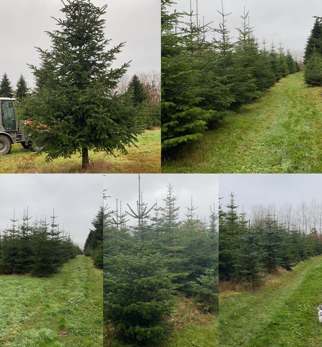 Weihnachtsbaumverkauf